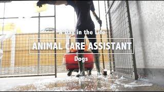 Day in the Life of an RSPCA Animal Care Assistant: Dogs