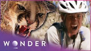 Surviving Brutal Animal Attacks | Fight To Survive Compilation | Wonder