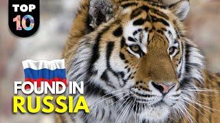 10 UNIQUE Animals Found in Russia 