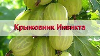 Крыжовник обыкновенная Инвикта  Обзор: посадка и уход. саженцы крыжовника: описание и особенности