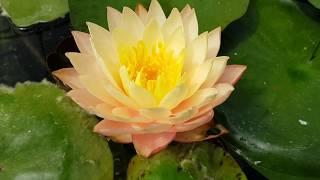 Нимфея Pink Lemonade (Nymphaea Pink Lemonade)