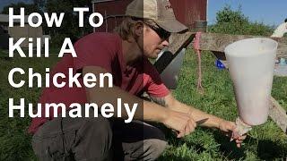 How to Kill a Chicken Humanely (Graphic)