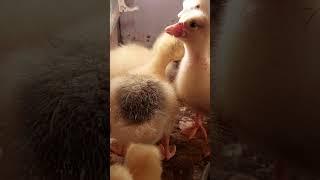 #гусята растут#гусь#животные#animals#птицы#tiktok#goose#top#рекомендации#рек#love#люблю#best#топ#ttf