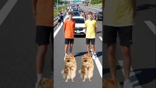fluffy puppies Dance with boys #cute #dubidubidu #pets #viral #shorts