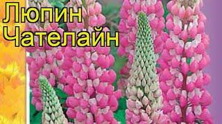 Люпин Чателайн. Краткий обзор, описание характеристик lupinus polyphyllus Chatelayn