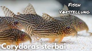 Corydoras sterbai - Sterbas Panzerwels | Liquid Nature Fisch Vorstellung