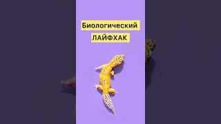 ЛАЙФХАК О РЕПТИЛИЯХ