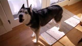 Mishka wants to go home!.flv