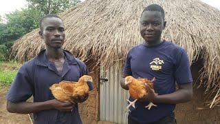 How to Start & Build a Thriving Chicken Farm with Small Capital in Just 6 Months in Uganda?