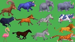 animal running green screen video paint animal green screen stampede#animals #greenscreenanimal