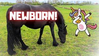 Unexpected Birth: Saly’s Foal Arrives 13 Days Too Soon | Friesian Horses