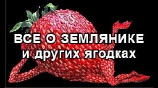 Какую рассаду я выращиваю и продаю? Все как на духу.