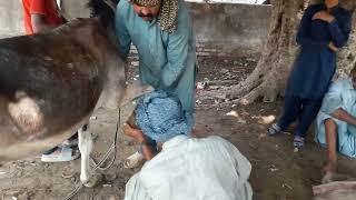 GOOD EXPERT OF DONKEY FOOT MAKING PROCESS #