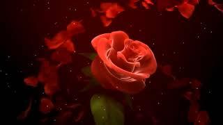 Beautiful Animated Rose Background Video Effects HD