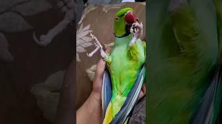 Look at this   #talkingparrot #talkingbird #cuteanimals #parrot #trending #shorts