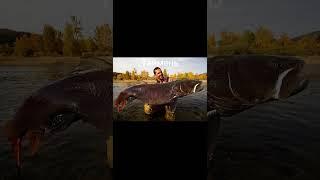 Крупнейшие экземпляры рыб. Ч1 #рыбалка