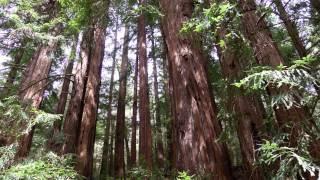 MUIR WOODS - MARIN COUNTY - A WALK IN THE FOREST - BRIAN CRAIN PIANO AND DAVID JAMES HUNT CELLO