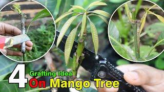 4 Grafting ideas on mango tree YT