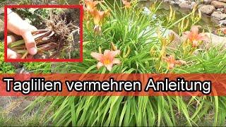 Taglilien selber ziehen - Lilien durch teilen selbst vermehren – Anleitung