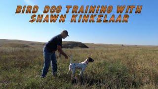 BIRD DOG TRAINING WITH SHAWN KINKELAAR (EPISODE 1)