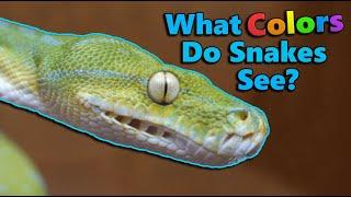 How Snakes' Senses Compare to Ours!