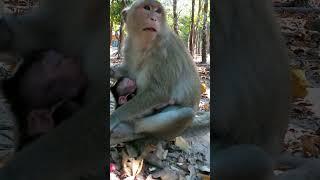 Popular Video Best for #monkey 2024 are #monkeys #babymonkey #monkey #monkeysofinstagram #monkeybusi