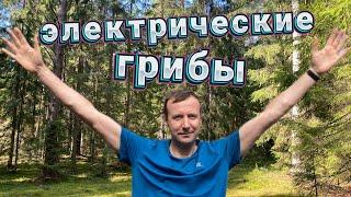 Грибы прут!!! Сбор грибов с риском для жизни! НЕ ПОВТОРЯТЬ!!! Грибы2024