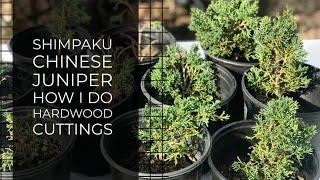 Successful Shimpaku Juniper propagation with Hardwood cuttings