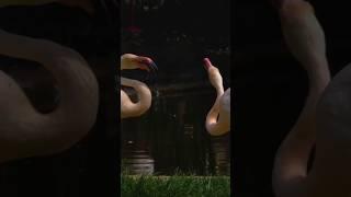 Flamingos' One-Leg Trick Will Shock You! 