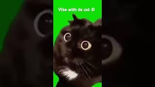 vibe with the cat (me) #cat #vibe