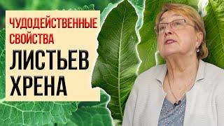 Листья хрена вытягивают соль прямо через поры кожи