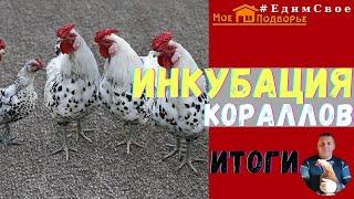 Инкубация кур несушек породы КОРАЛЛ. Итоги. "Мое Подворье"