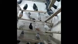 Beautiful Pigeon colony big pigeon teddy