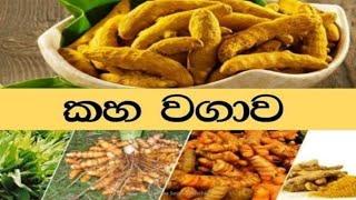 කහ වගාව kaha wagawa