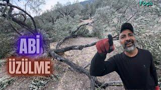 Gençleştirme Budaması Nasıl Yapılır? How to Perform Rejuvenation Pruning #budama #erenvural