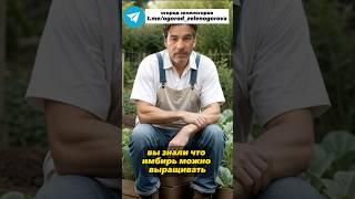 Выращиваем имбирь как комнатное растение #натуральное #огород #садовод #дача #натуральноесредство