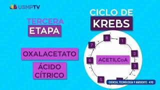 Metabolismo celular - curso completo didáctico - USMPTV