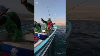 Mai Mai fish vibration #almeedar #fishing #fishattack #fish #maimai  #fishinglife #fishingtips