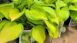 Hosta 'Stained Glass' // BEST, Big, BOLD and Beautiful, Award Winning Foliage Perennial!