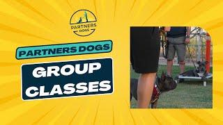 Partners Dog School | Group Classes