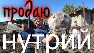 Обзор нутрий!  продаём ,случаем ,примиряем!