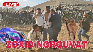 ZOXID & NORQUVAT UZUN SERHARAKAT KATTA KURASH 17.11.2024