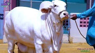 Cow Beauty I Gaint Bachri Star Cattle I Top 1 Class I MA SHA ALLAH I Parrot Studio