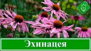  Цветок эхинацея – посадка и уход в открытом грунте, виды и сорта эхинацеи, свойства