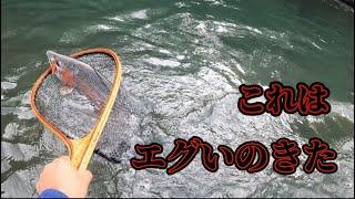 ふらっと十勝きたらエグいニジマス来ちゃったやん【北海道 釣り】