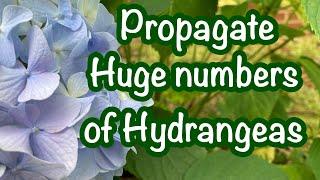 Propagate hydrangeas like a Pro!  How to root hydrangeas