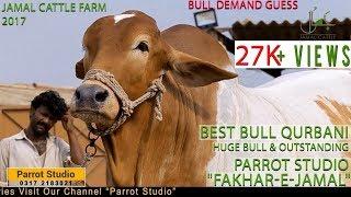 Fakhar-e-Jamal I Jamal Cattle 2017 I Huge Bull I MA SHA ALLAH I History Of Jamal I Parrot Studio