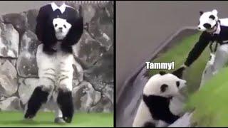 Panda vs Tammy