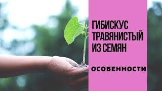 Гибискус Травянистый семенами.  Особенности )!!!