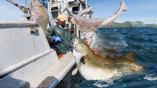 Alaska's Epic Longline Fish Fishing - How We Caught a Ton of Fish in One Day #2